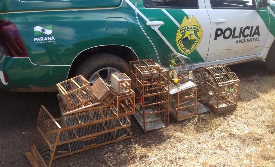 Policiais ambientais recebem denúncia, apreendem aves silvestres e prendem homem com mandado em aberto