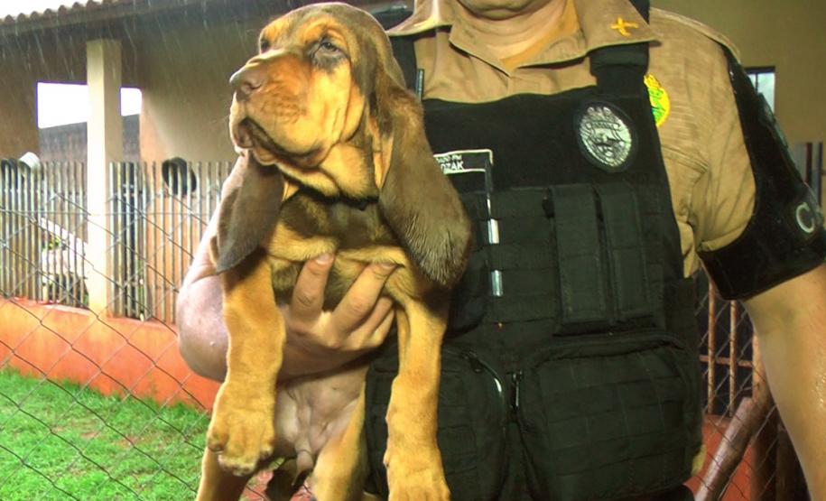 Canil da PM de Cianorte doa filhotes de Bloodhound para outras unidades da Corporação