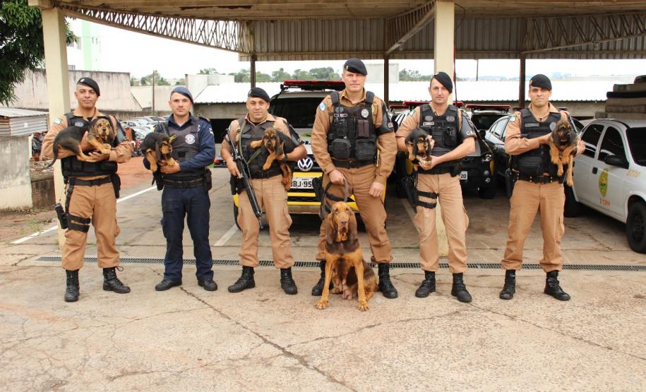 Canil da PM de Cianorte doa filhotes de Bloodhound para outras unidades da Corporação