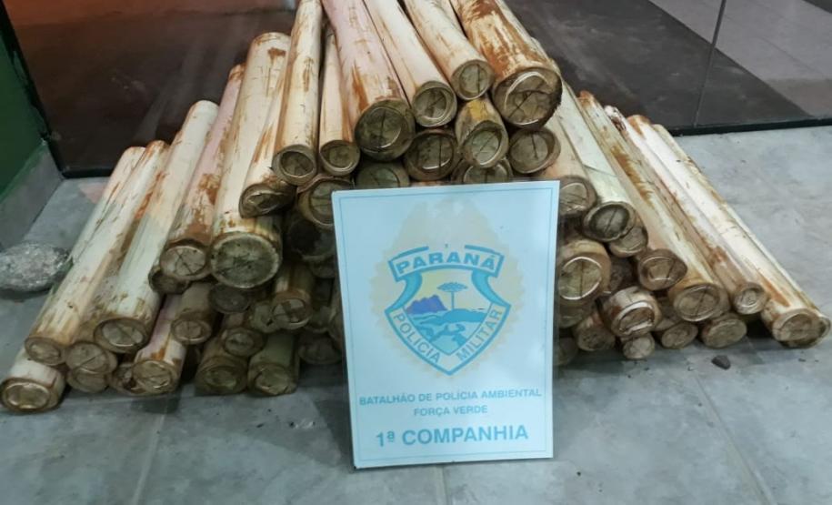 Palmito extraído da região da Serra do Mar é apreendido pela PM em Guaraqueçaba (PR) Palmito extraído da região da Serra do Mar é apreendido pela PM em Guaraqueçaba (PR)