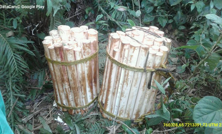 Palmito extraído da região da Serra do Mar é apreendido pela PM em Guaraqueçaba (PR) Palmito extraído da região da Serra do Mar é apreendido pela PM em Guaraqueçaba (PR)