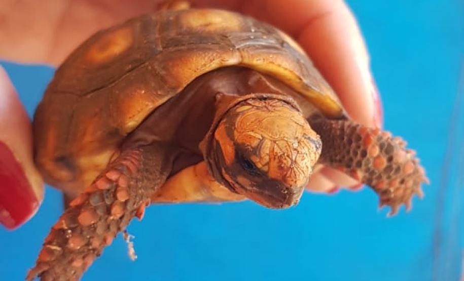 BPAmb-FV deflagra operação com a Polícia Federal e apreende diversos animais silvestres e munições no Norte do estado