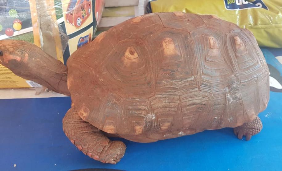 BPAmb-FV deflagra operação com a Polícia Federal e apreende diversos animais silvestres e munições no Norte do estado