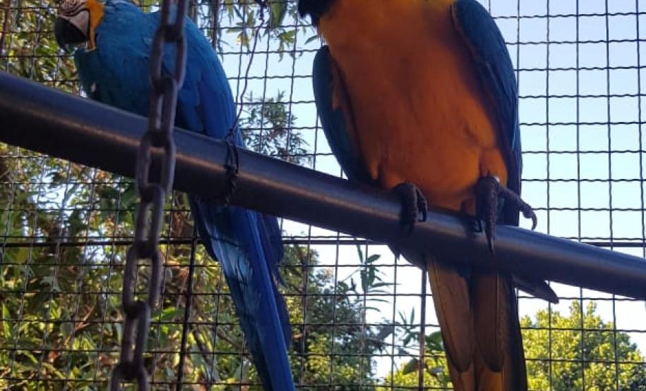 BPAmb-FV deflagra operação com a Polícia Federal e apreende diversos animais silvestres e munições no Norte do estado