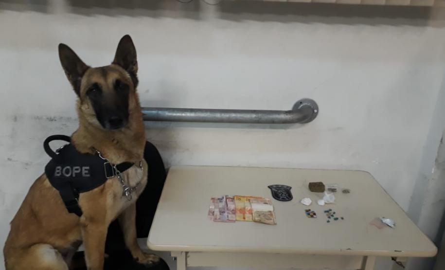 BOPE elucida roubo e apreende drogas com emprego de cão farejador na Capital BOPE elucida roubo e apreende drogas com emprego de cão farejador na Capital