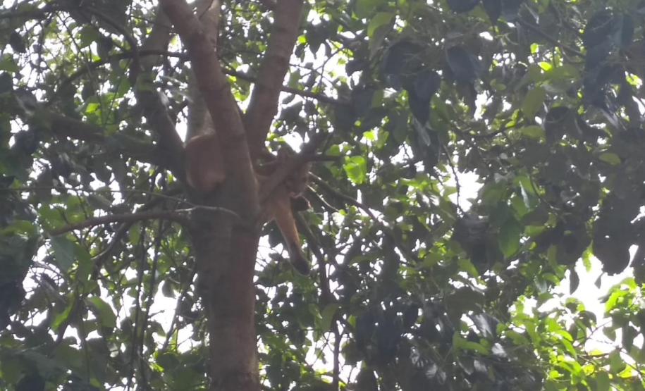 Polícia Ambiental resgata onça que estava presa em uma arvore em Maringá