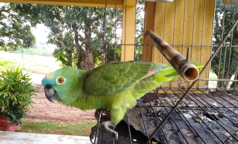 Polícia Ambiental apreende espingardas, munições e um papagaio em Mirador (PR); suspeito é encaminhado Polícia Ambiental apreende espingardas, munições e um papagaio em Mirador (PR); suspeito é encaminhado