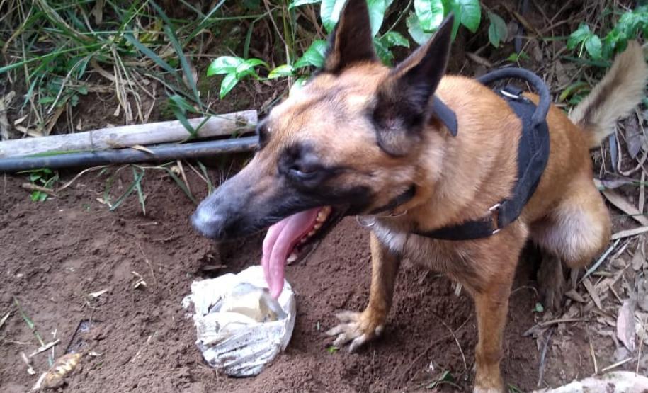 Mais de 1,3 quilos de maconha são apreendidos no Norte Pioneiro do Estado