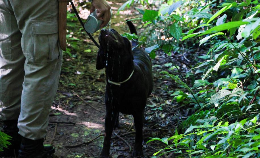 Paraná sedia Certificação Nacional em Cães em Foz do Iguaçu, no Oeste do estado
