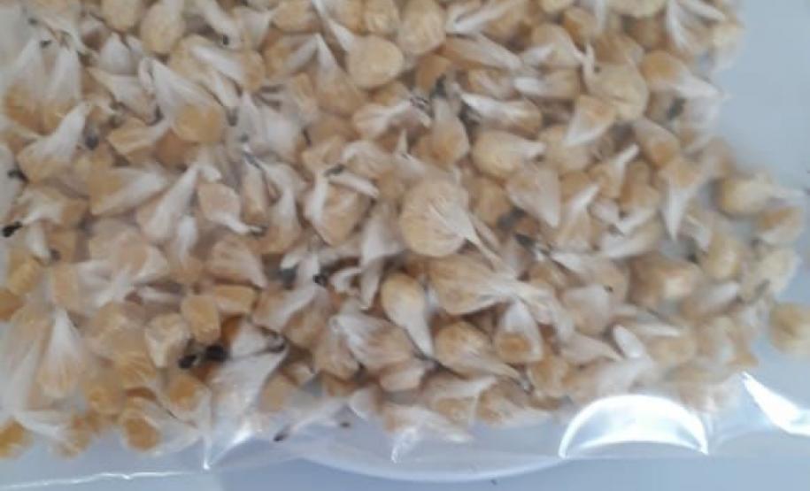 Mais de 500 pedras de crack são apreendidas com adolescente em Guaratuba (PR) Mais de 500 pedras de crack são apreendidas com adolescente em Guaratuba (PR)