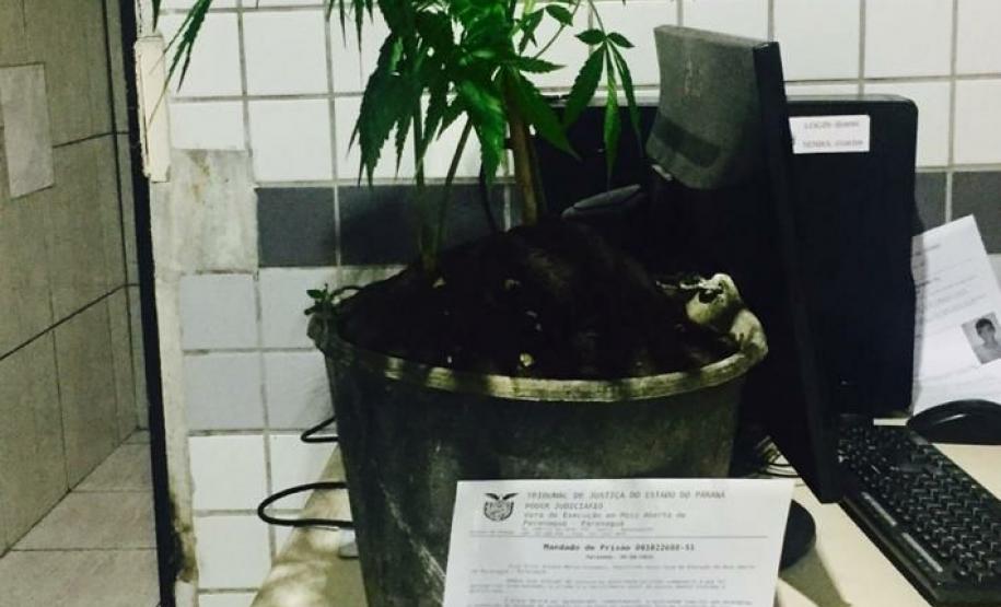 Duas pessoas são encaminhadas à delegacia e drogas são apreendidas pela Polícia Militar no Litoral do Estado Duas pessoas são encaminhadas à delegacia e drogas são apreendidas pela Polícia Militar no Litoral do Estado