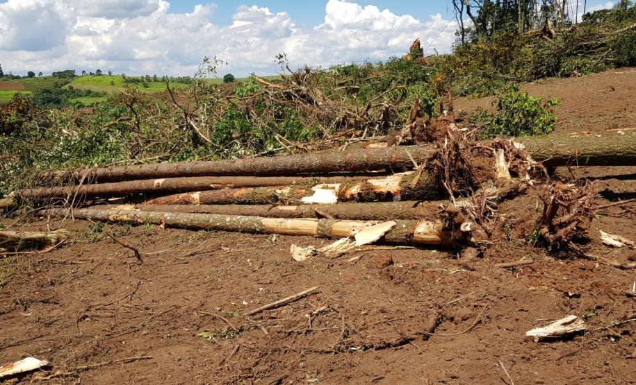 Denúncia auxilia policiais ambientais a encontraram desmatamento de área de preservação em Tamarana (PR)