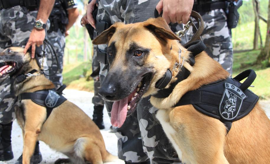 Colombo, 13 de dezembro de 2018,  Inauguração Memorial para Cães