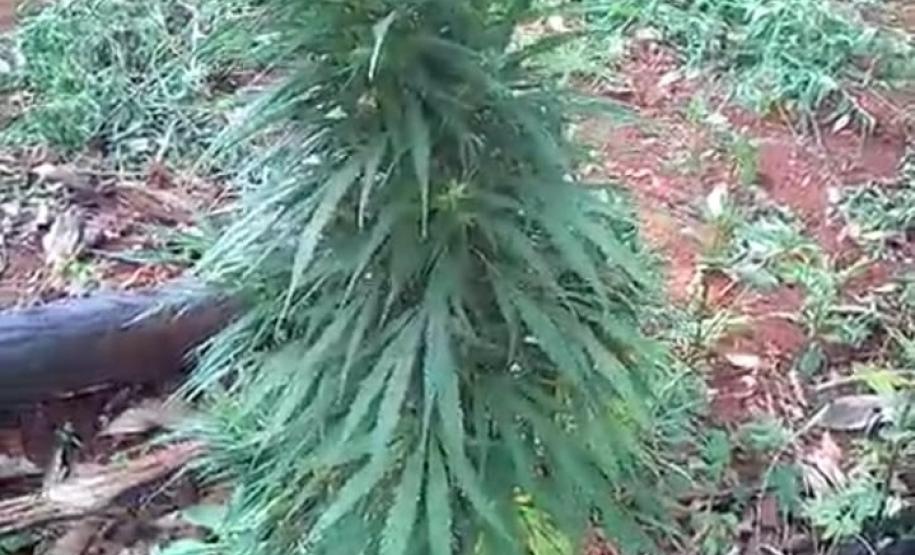 Dentro de uma propriedade rural, PM apreende 50 pés de maconha em Ivaiporã (PR); suspeito é encaminhado