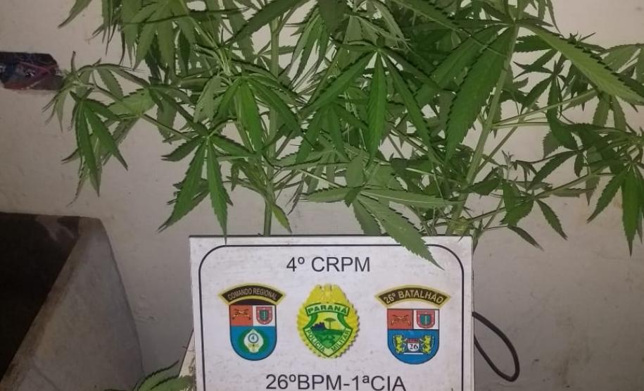 Oito pés de maconha são apreendidos pela PM durante atendimento em Telêmaco Borba (PR)