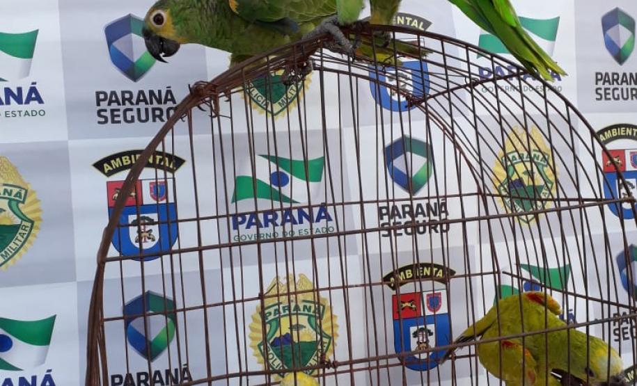 BPAmb-FV recupera cinco pássaros mantidos em péssimas condições e encaminha um rapaz, em Alto-Piquiri (PR)