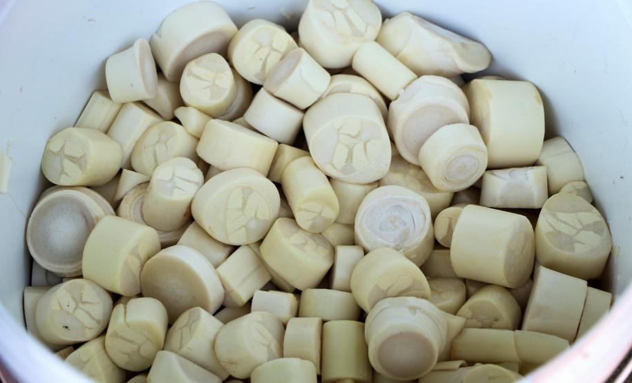 Guaratuba, 11 de janeiro de 2019. Flagrante de Transporte Irregular de Palmito