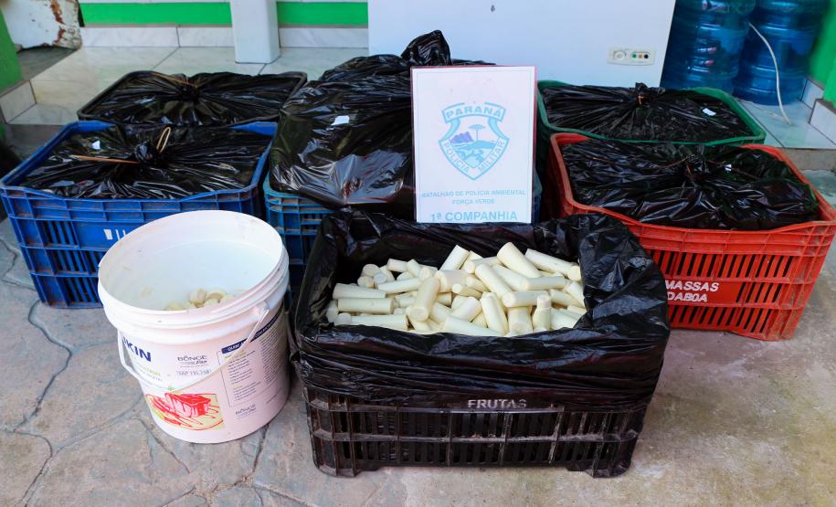 Guaratuba, 11 de janeiro de 2019. Flagrante de Transporte Irregular de Palmito