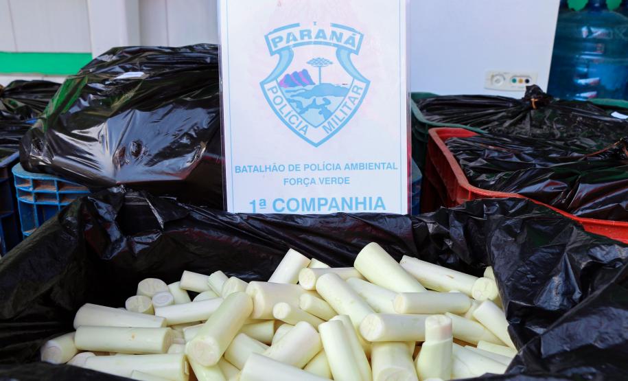 Guaratuba, 11 de janeiro de 2019. Flagrante de Transporte Irregular de Palmito