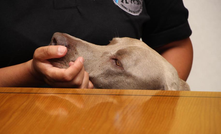 Curitiba, 17 de janeiro de 2019. Visita Comitiva Argentina ao CG