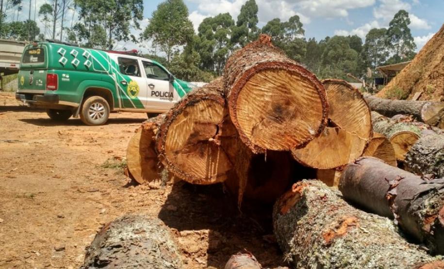 BPAmb apreende 179 toras de madeira de araucária e encaminha rapaz na Região Metropolitana de Curitiba (RMC)
