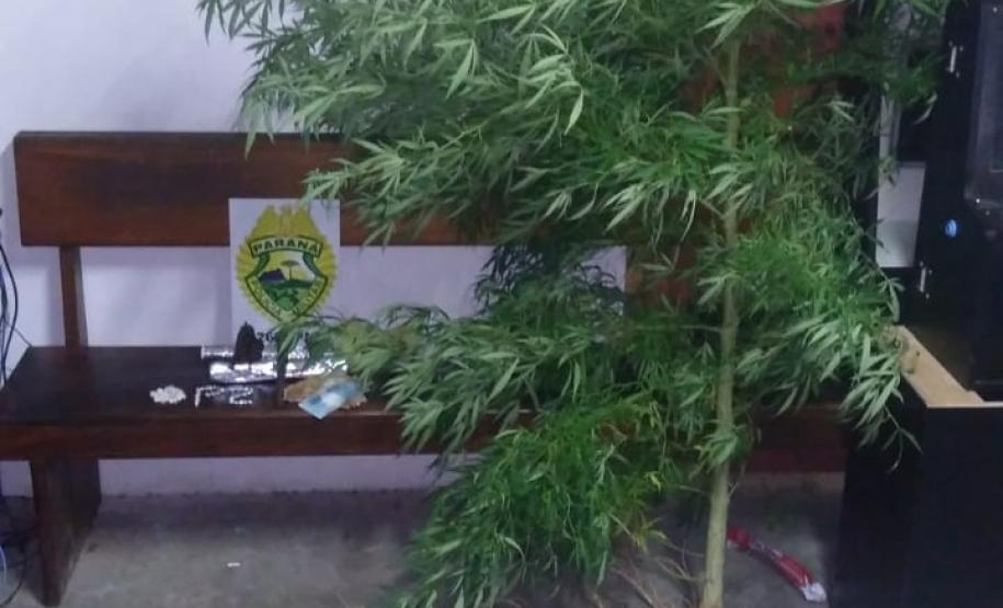 Armas, dinheiro e até um pé de maconha medindo quase 3 metros são apreendidos pela PM em ações distintas no Interior do Estado