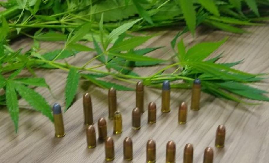 Em Fazenda Rio Grande (PR), PM apreende pés e sementes de maconha, além de munições