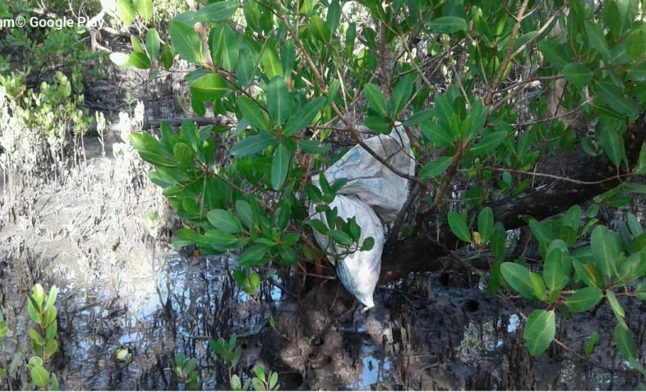 BPAmb-FV apreende 1600 lacinho utilizados para captura de caranguejos-uçá no Litoral do estado