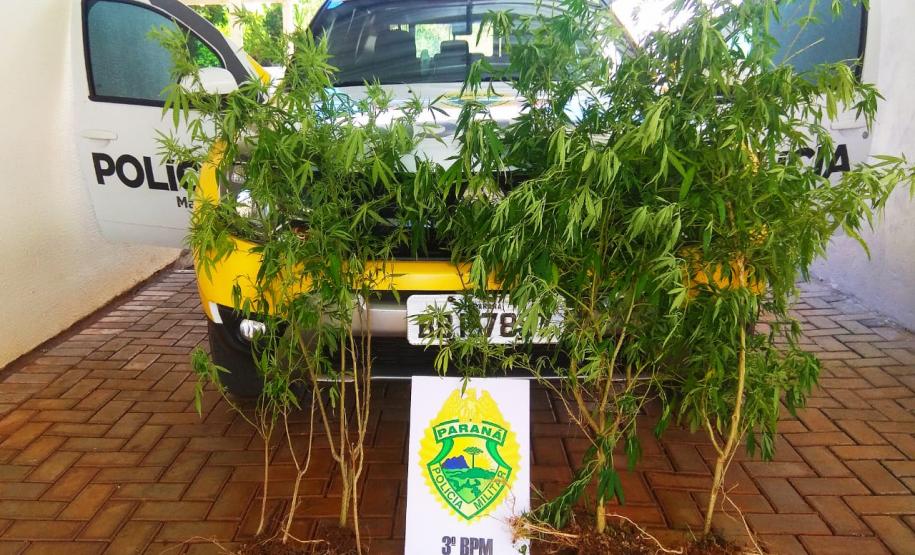 Nove pés de maconha e uma arma de fogo são apreendidos pela PM no Sudoeste do estado após ações distintas; rapaz é preso