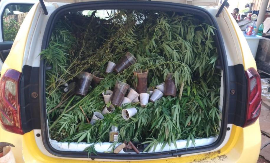Homem é preso após ser flagrado com 40 pés de maconha em sua residência no Noroeste do estado