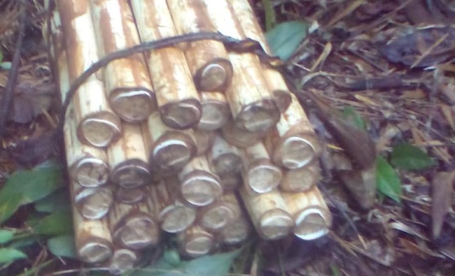 BPAmb-FV apreende 100 unidades de palmito juçara in natura; duas pessoas são presas