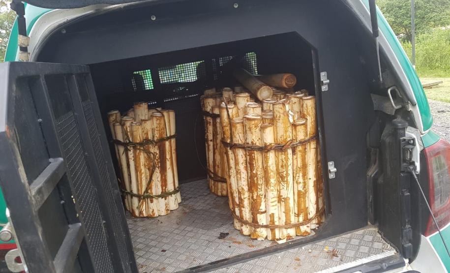 BPAmb-FV apreende 100 unidades de palmito juçara in natura; duas pessoas são presas