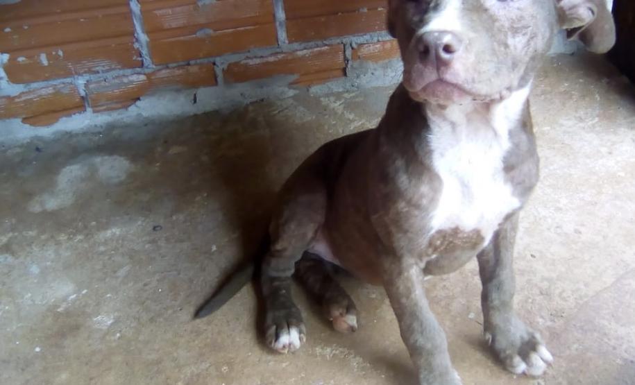 Animais em situações de risco são resgatados pela PM de Toledo (PR); um homem é encaminhado