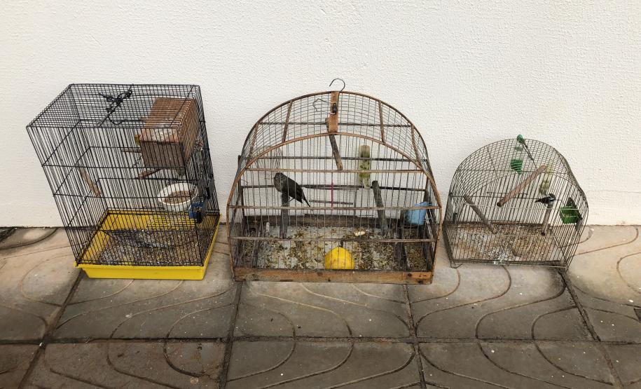 Animais em situações de risco são resgatados pela PM de Toledo (PR); um homem é encaminhado