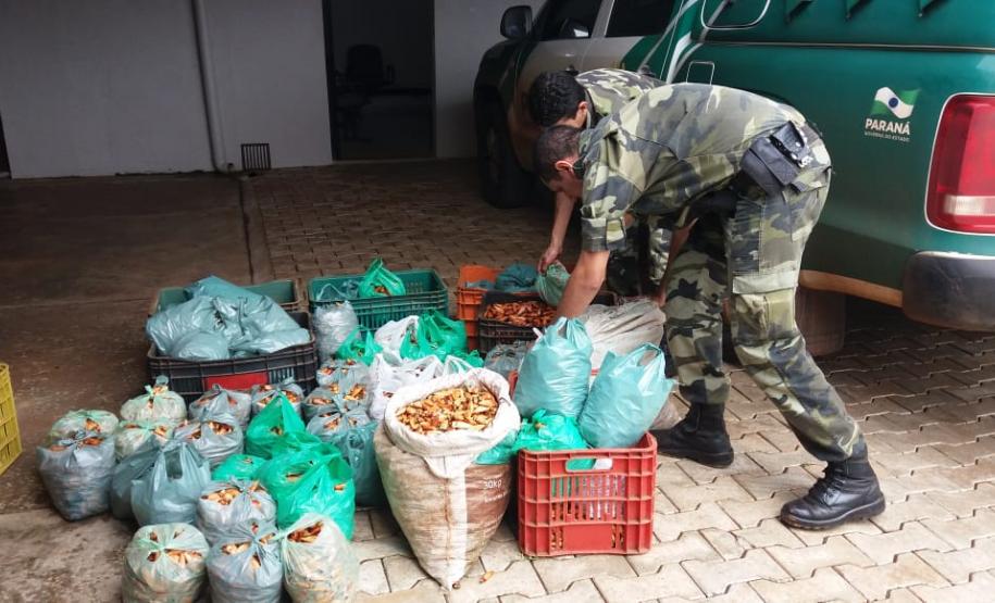 PM apreende 385 quilos de pinhão em duas abordagens na cidade de Clevelândia (PR)