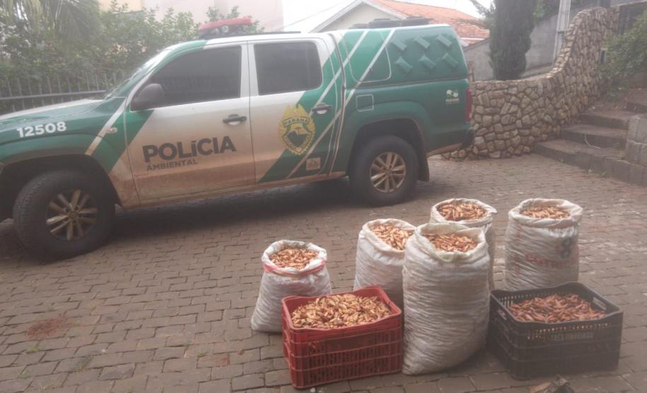 PM apreende 385 quilos de pinhão em duas abordagens na cidade de Clevelândia (PR)