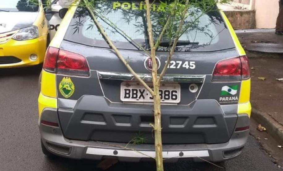 Equipe da PM apreende pé de maconha de quase três metros em Londrina, no Norte do estado