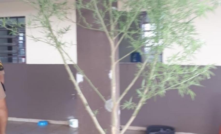 Equipe da PM apreende pé de maconha de quase três metros em Londrina, no Norte do estado