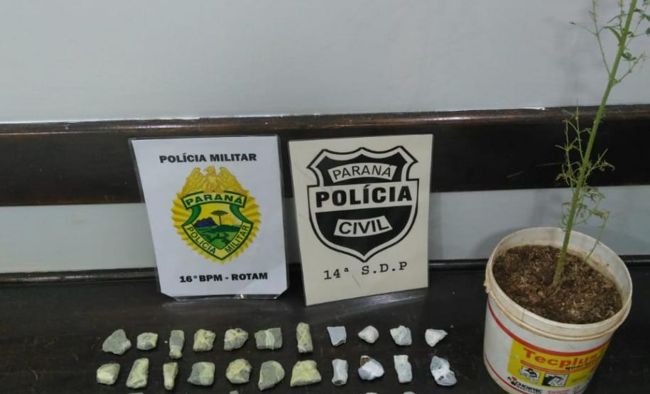 Adolescente que tinha pé de maconha em casa é apreendido pela PM em Guarapuava (PR)