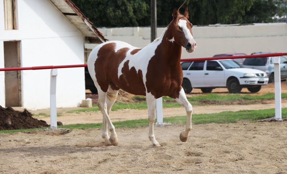 Pinhais, 05 de Abril de 2019. Inauguração Haras Palmital.