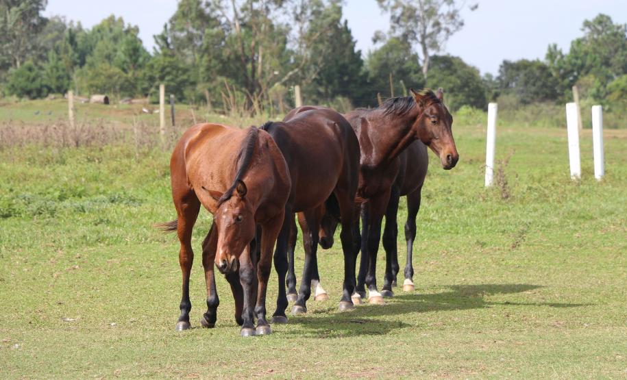 Pinhais, 05 de Abril de 2019. Inauguração Haras Palmital.