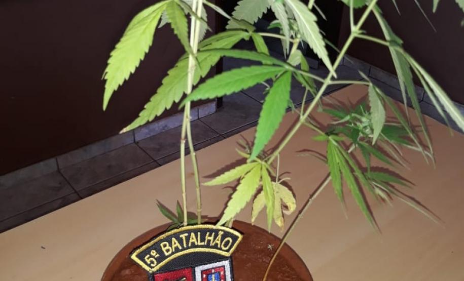 Homem é preso por cultivar pé de maconha em casa, em Ibiporã