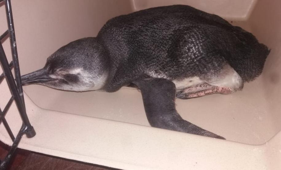 Pinguim é resgatado pela Polícia Ambiental na Ilha do Mel, no Litoral do estado Pinguim é resgatado pela Polícia Ambiental na Ilha do Mel, no Litoral do estado