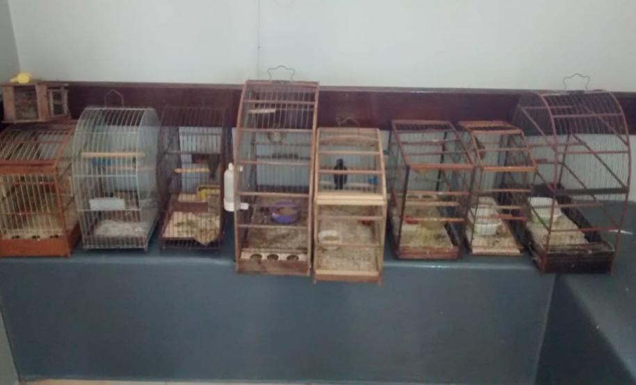 Quati e 11 pássaros são apreendidos pela PM no Norte do estado durante cumprimento de um Mandado Judicial