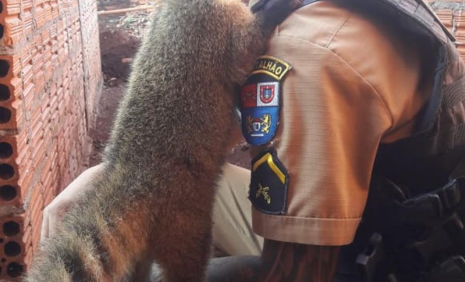 Quati e 11 pássaros são apreendidos pela PM no Norte do estado durante cumprimento de um Mandado Judicial