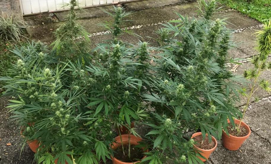 Após denúncia, 20 pés de maconha são apreendidos e cinco pessoas acabam presas pela PM em Curitiba Após denúncia, 20 pés de maconha são apreendidos e cinco pessoas acabam presas pela PM em Curitiba