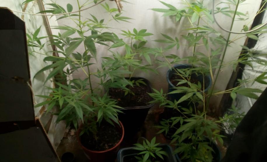 PM desmantela laboratório de cultivação de maconha prende trio com envolvimento no tráfico de drogas em situações distintas na Capital