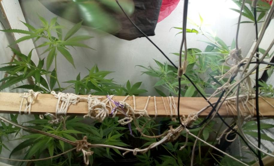 PM desmantela laboratório de cultivação de maconha prende trio com envolvimento no tráfico de drogas em situações distintas na Capital