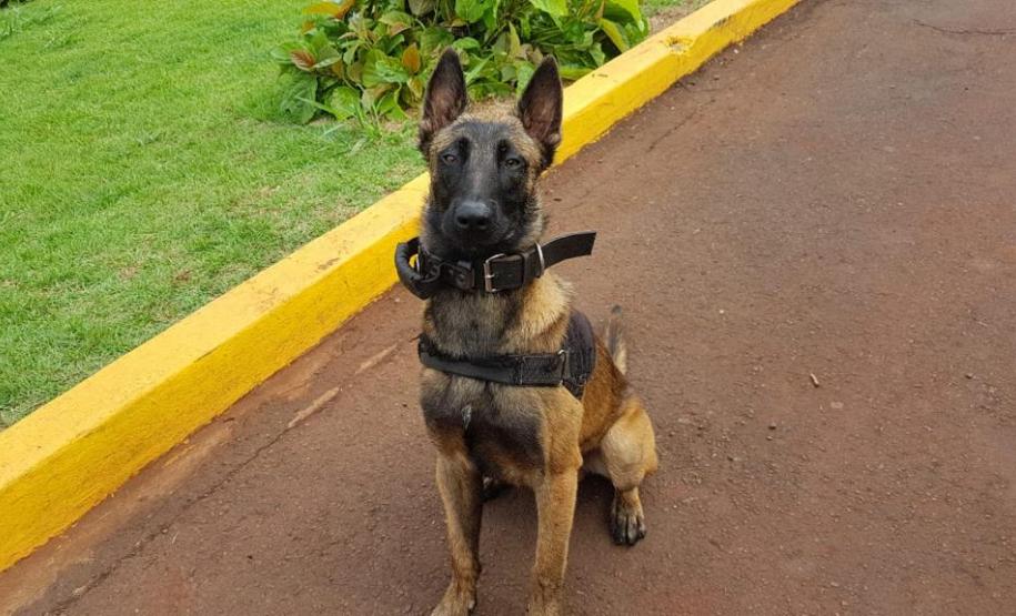 Na primeira ação policial, cão da PM auxilia na apreensão de mais de um quilo de maconha Na primeira ação policial, cão da PM auxilia na apreensão de mais de um quilo de maconha
