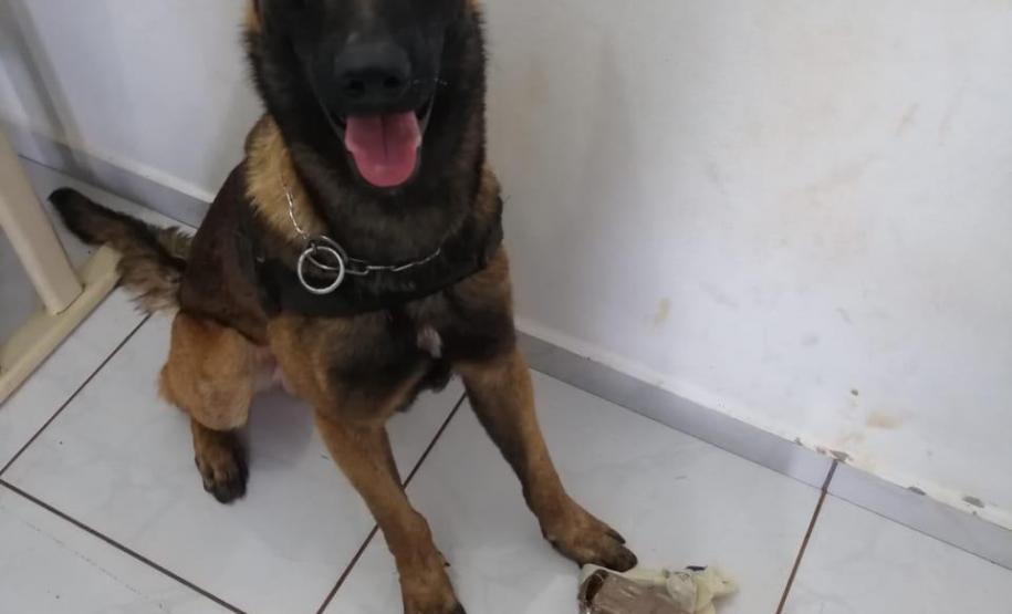 Na primeira ação policial, cão da PM auxilia na apreensão de mais de um quilo de maconha Na primeira ação policial, cão da PM auxilia na apreensão de mais de um quilo de maconha